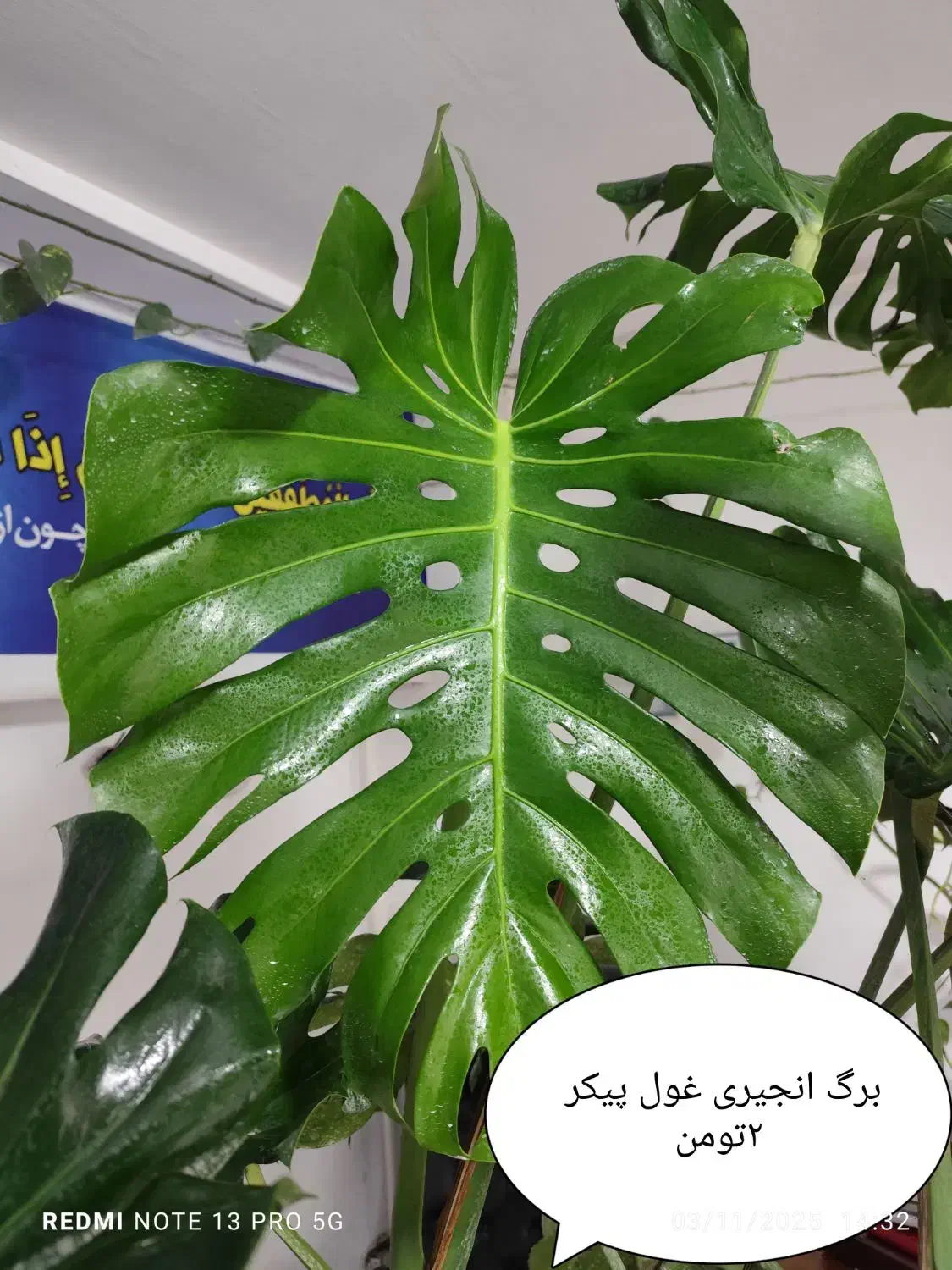 فروش گل های غول پیکر کلکسیونی|گل و گیاه طبیعی|آمل, |دیوار