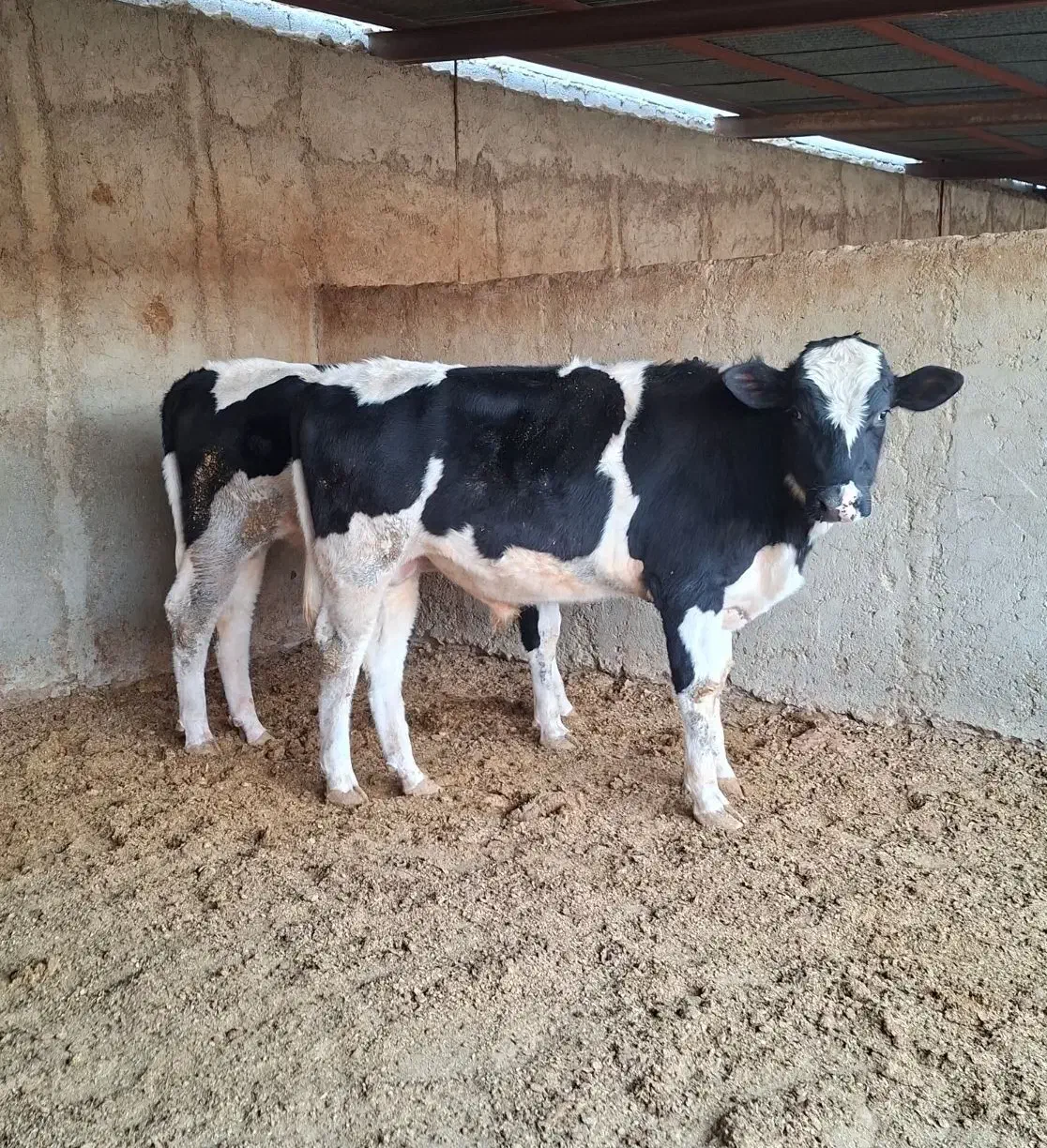 گوساله نر|حیوانات مزرعه|شیراز, سلطان آباد|دیوار