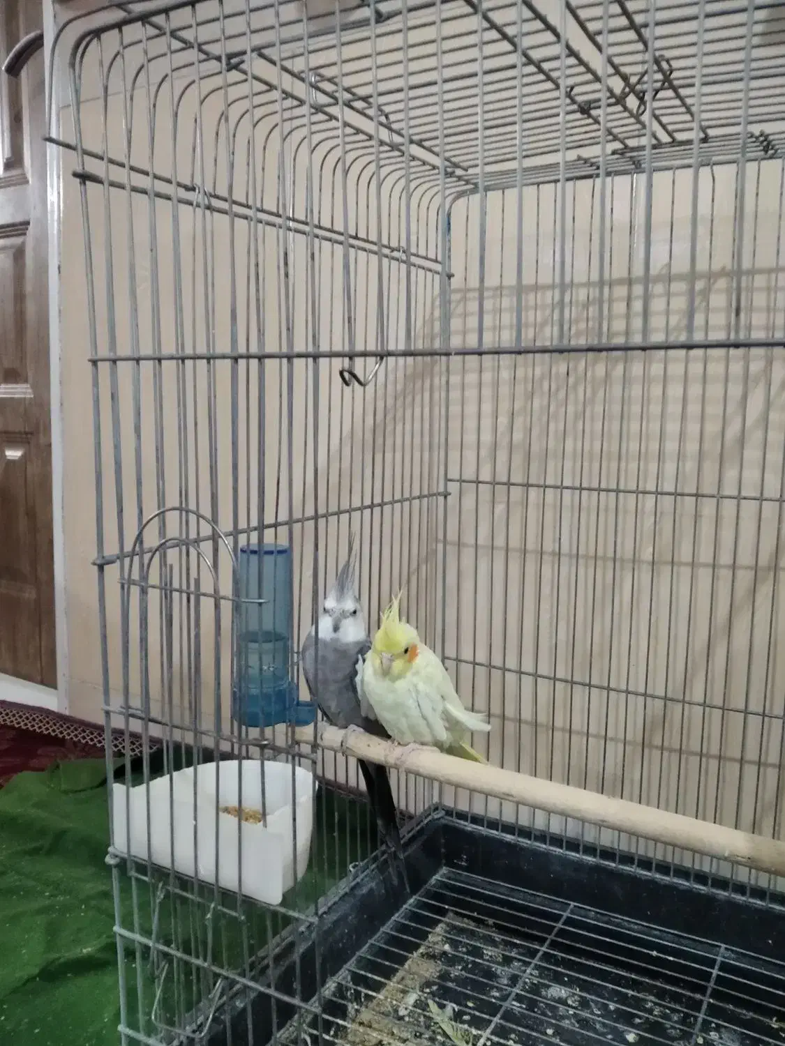 عروس هلندی|پرنده|آشتیان, |دیوار