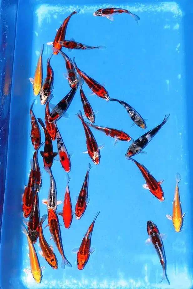 سوپر کوی دلفینی ماهی|ماهی|تهران, اسکندری|دیوار