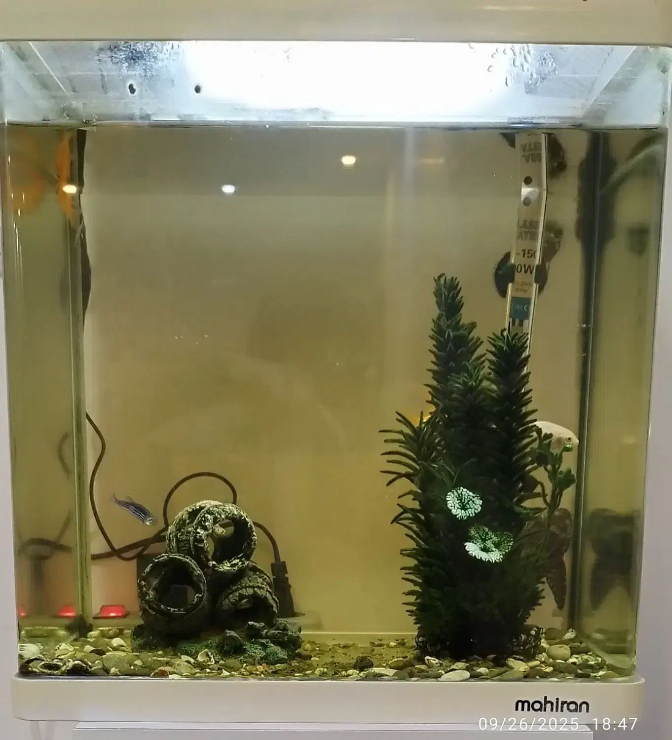 آکواریوم ماهیران به همراه ماهی|ماهی|خلخال, |دیوار