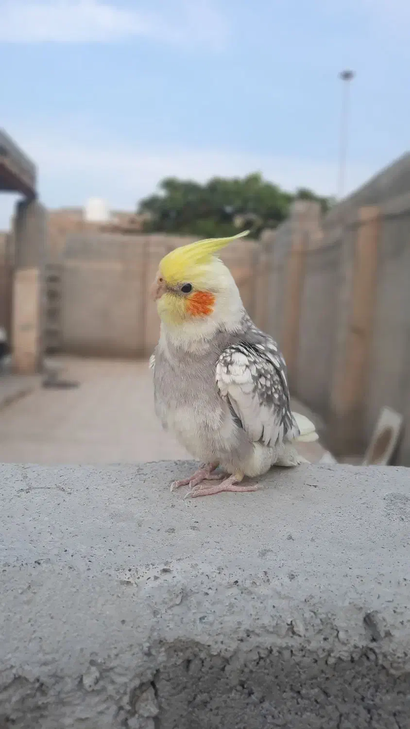 گمشده .گمشده|حیوانات|میناب, |دیوار