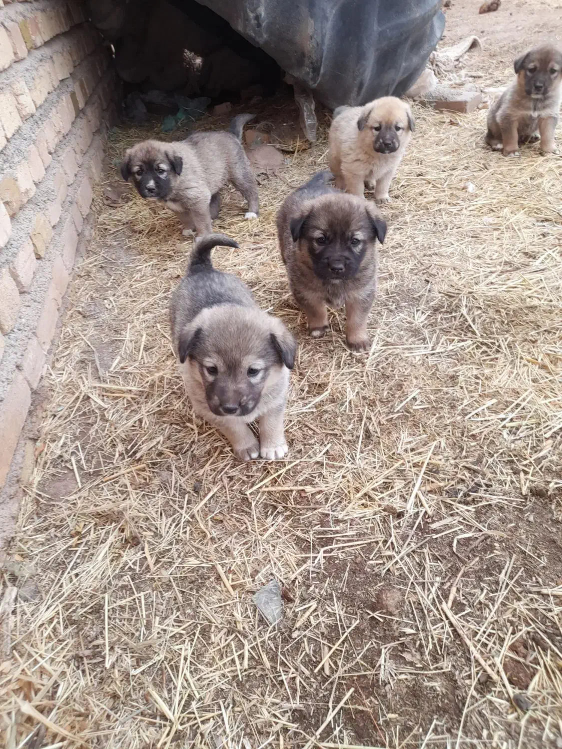 توله سگ های سرابی اصل|سگ|تاکستان, |دیوار