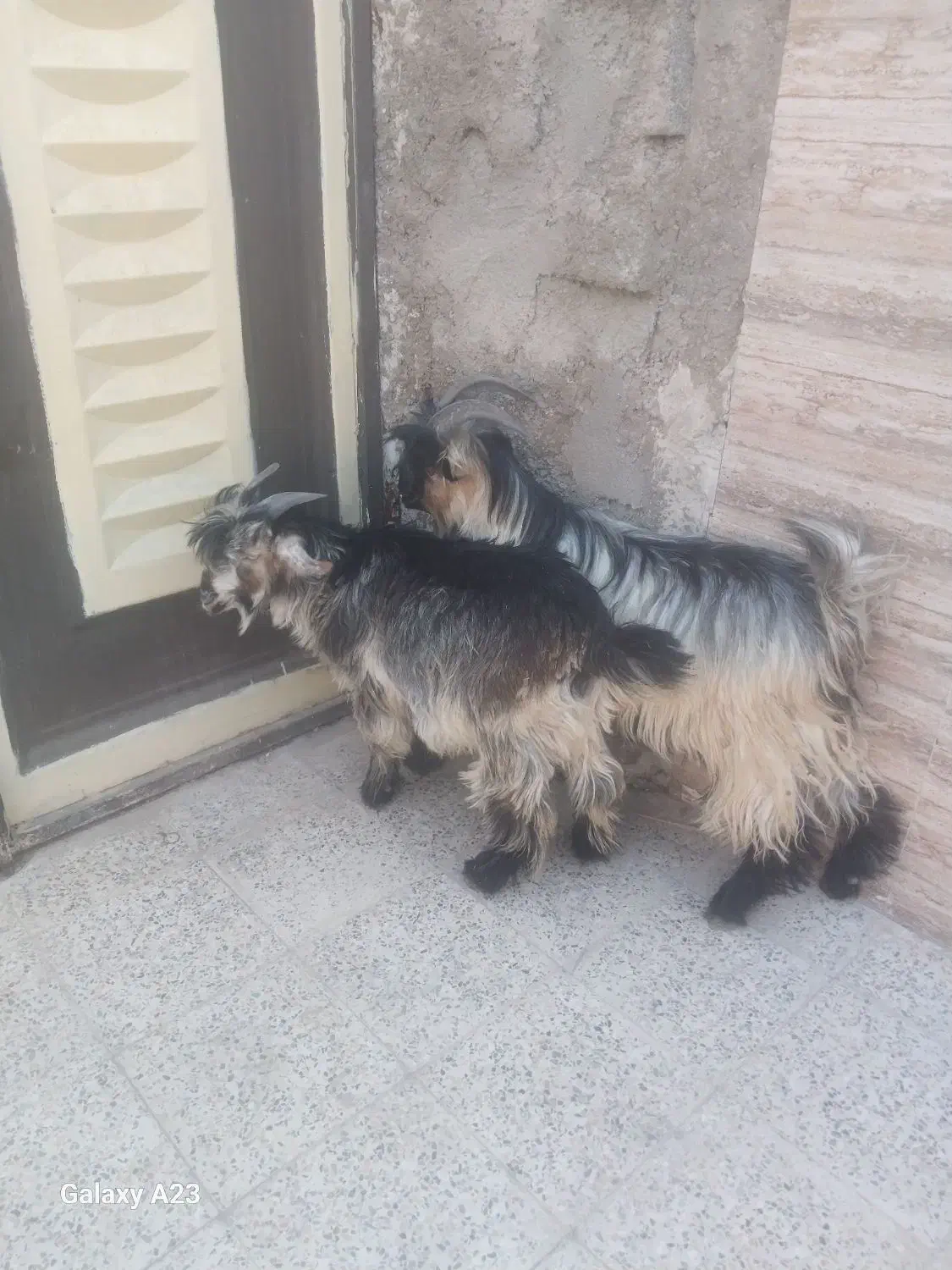 دو راَس بیگ نر چاق ایلاقی|حیوانات مزرعه|مسجد سلیمان, |دیوار