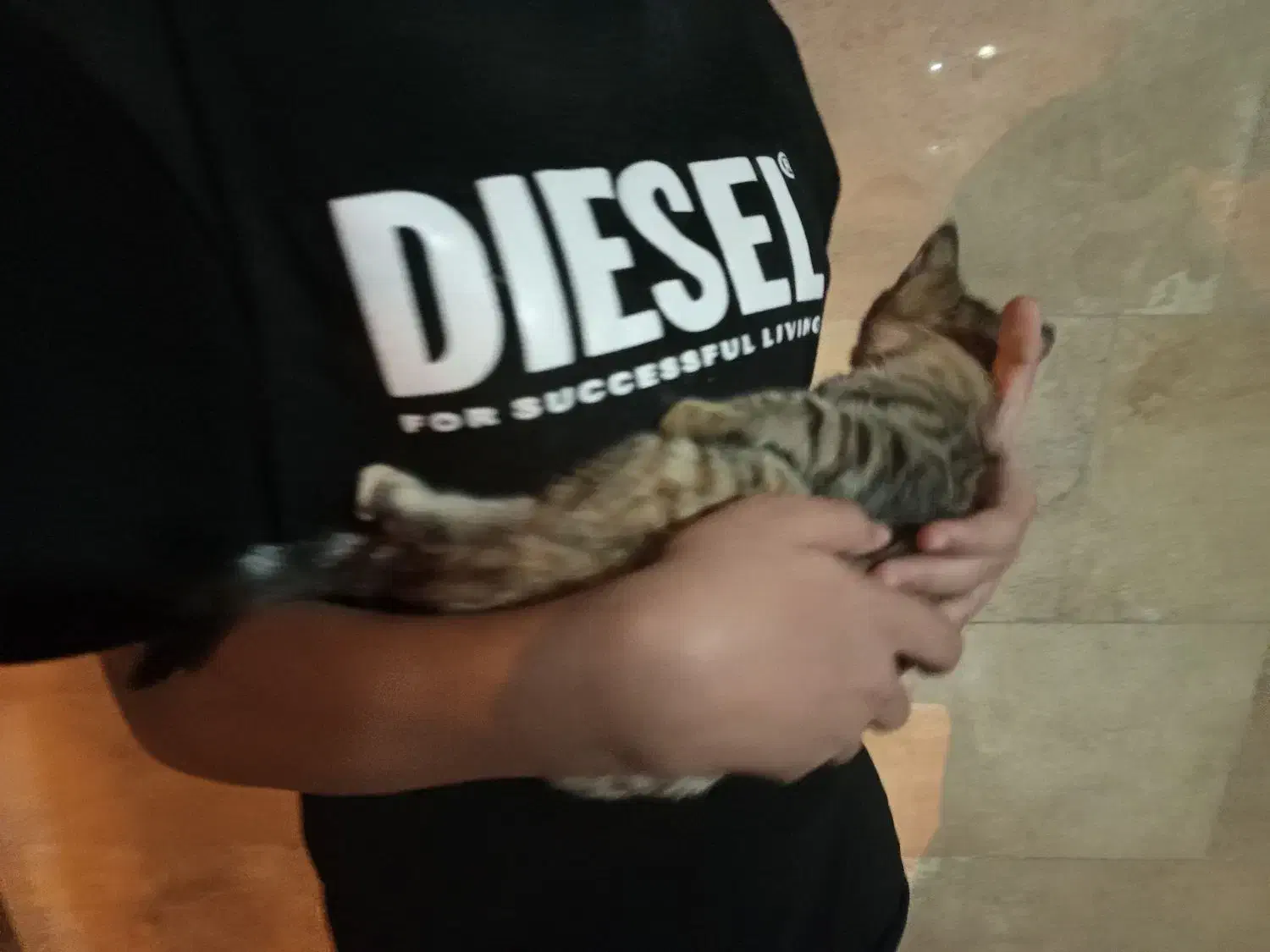 معاوضه بچه گربه ماده|گربه|قم, پردیسان|دیوار