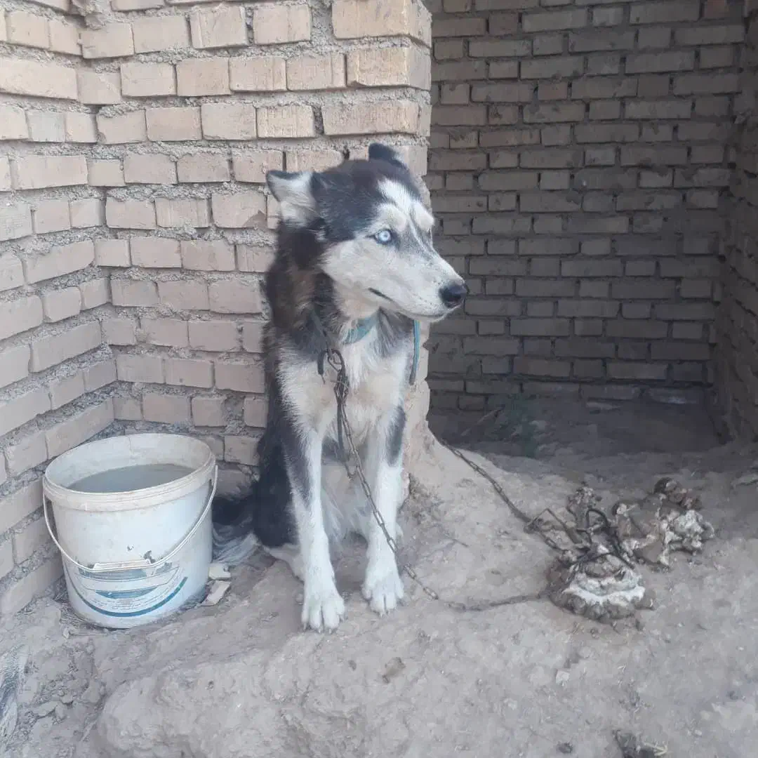 سگ هاسکی|سگ|اهواز, کیانشهر|دیوار