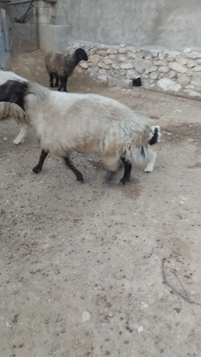 قوچفروشی|حیوانات مزرعه|دهدشت, |دیوار