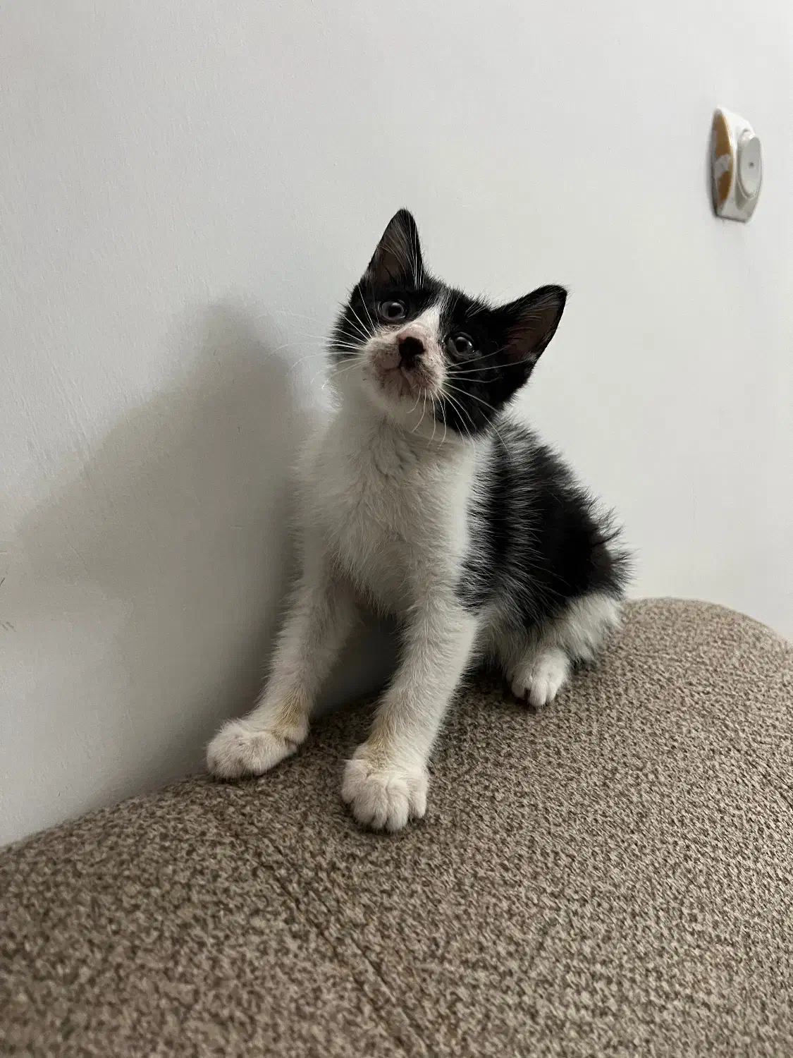 واگذاری پیشی نر|گربه|رشت, دباغیان|دیوار