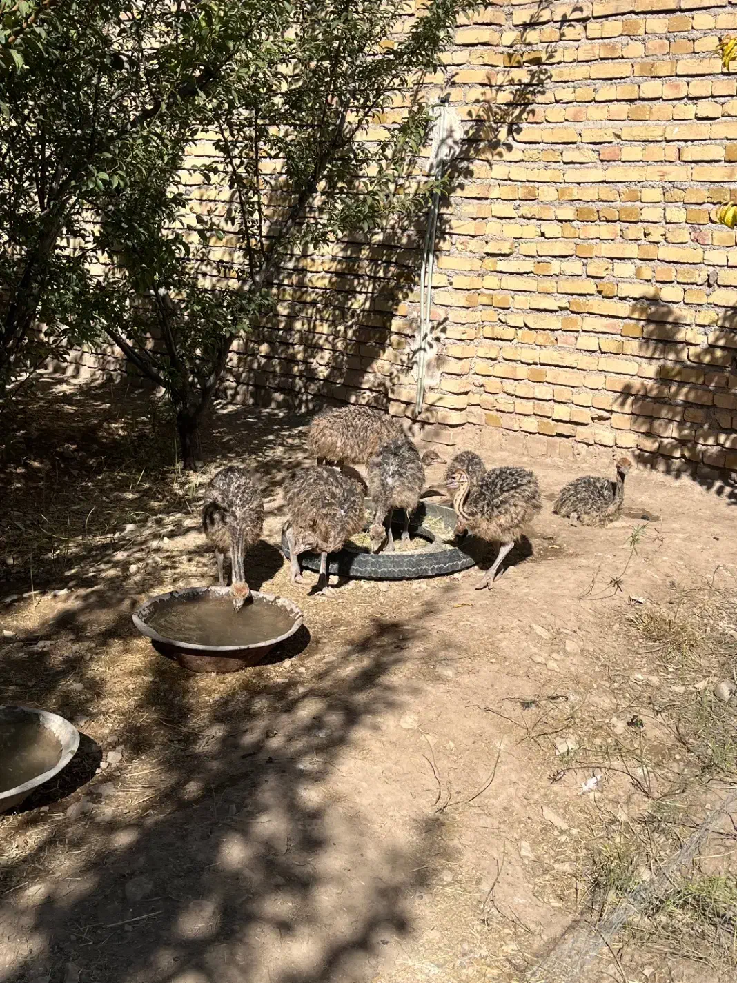 شترمرغ|حیوانات مزرعه|آبگرم, |دیوار