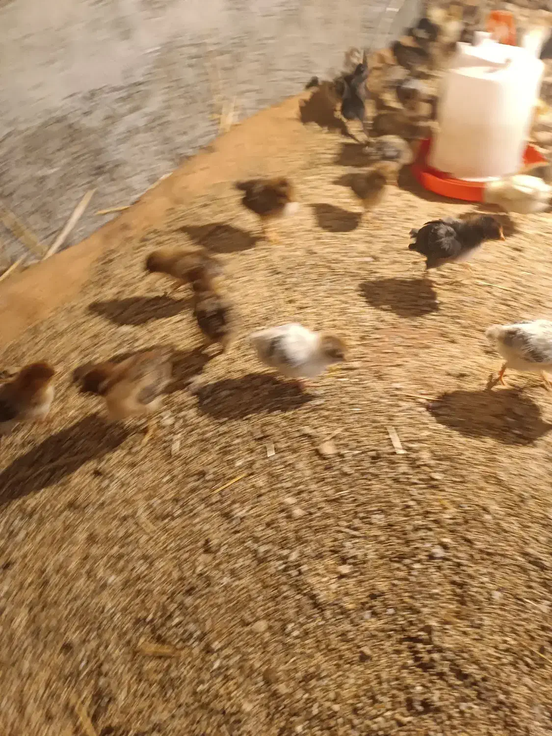 جوجه گلپایگانی 20روزه|حیوانات مزرعه|قلعه نو, |دیوار