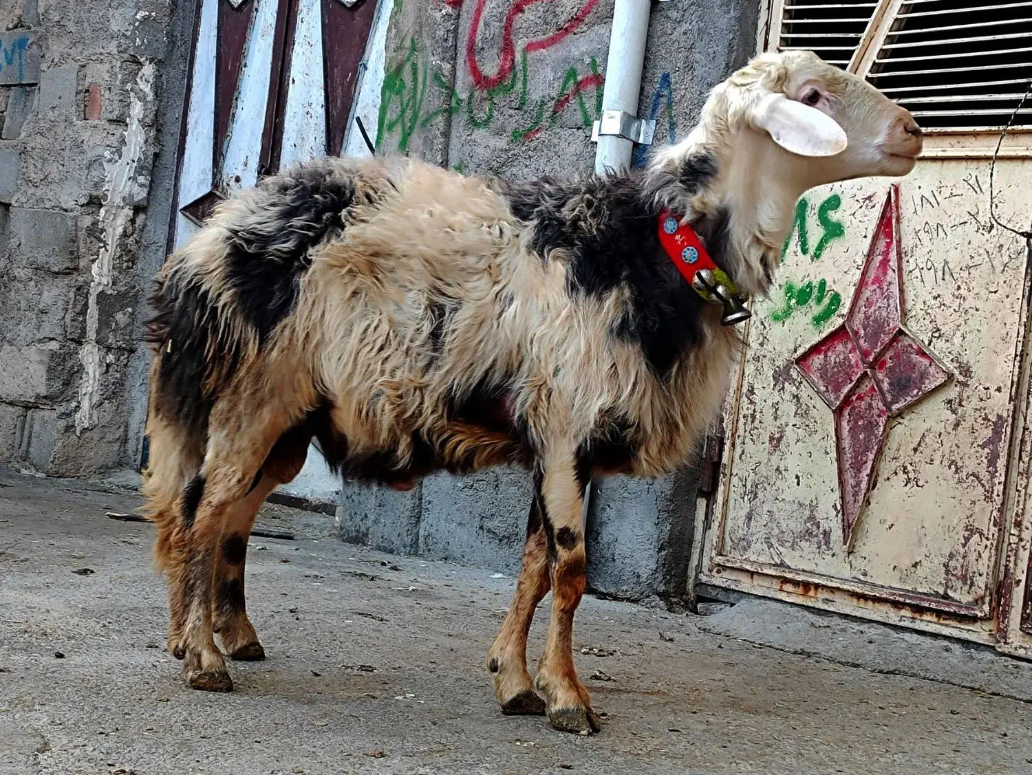 شیشک قوچ عتیقه|حیوانات مزرعه|بروجرد, |دیوار