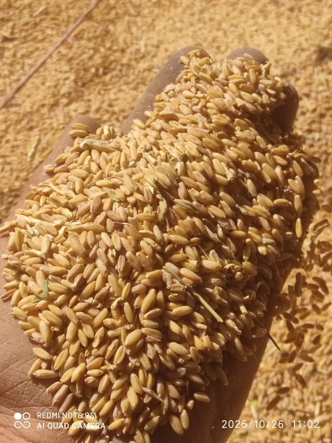 گندم دیم|عمده‌فروشی|هشترود, |دیوار