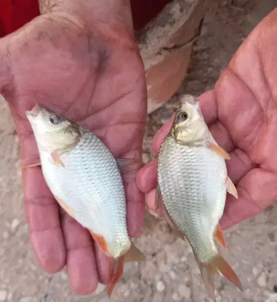 بچه ماهی کپور امور بیگهد قزل شیربت بنی|ماهی|شوشتر, |دیوار