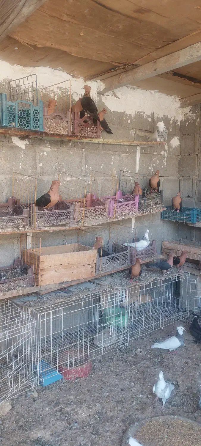 فروش کبوتر طوقی و ارشینگل در شهر جم|پرنده|جم, |دیوار
