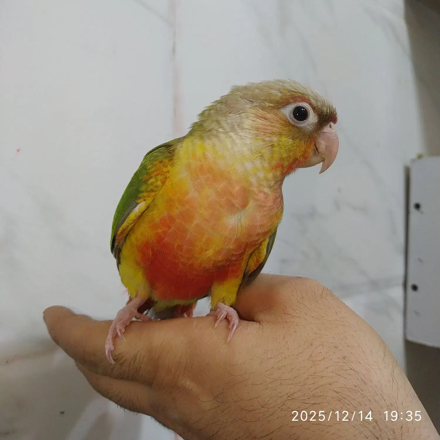 طوطی گرینچیک.عروس وبرزیلی بالغ|پرنده|بهبهان, |دیوار