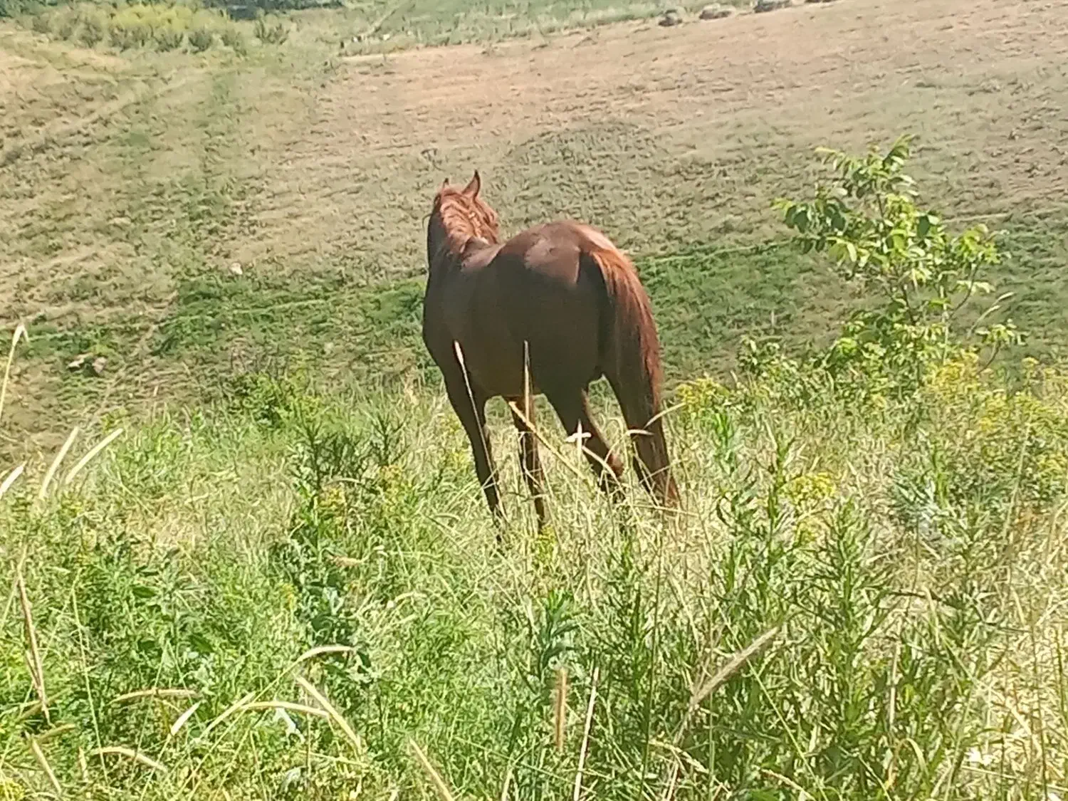 اسب سواری و باری|اسب و تجهیزات اسب‌سواری|سیلوانه, |دیوار
