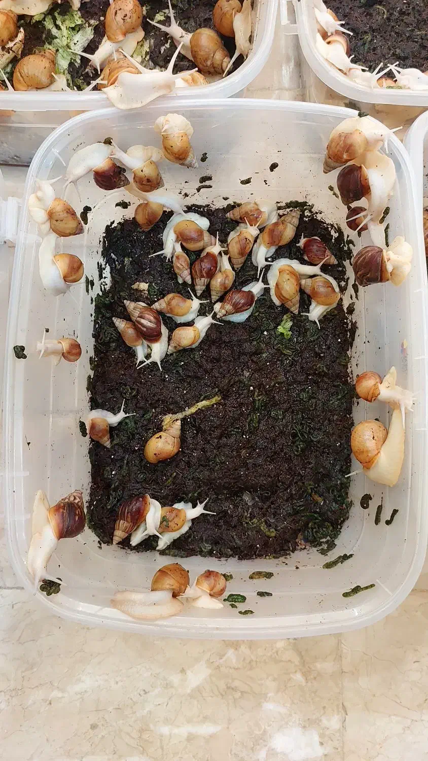 حلزون آچاتینا|خزنده|تهران, بریانک|دیوار