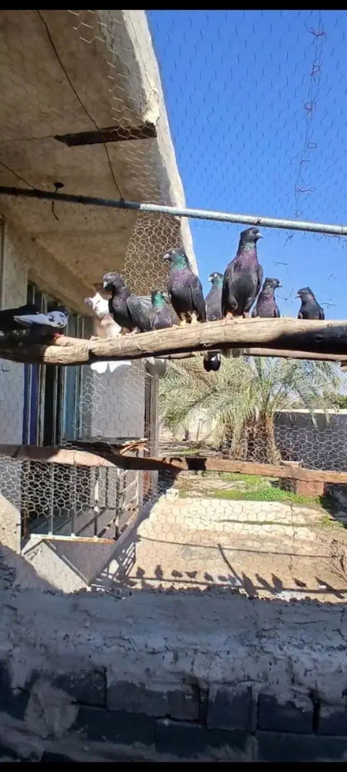 کبوتر دمسفید|حیوانات|رامهرمز, |دیوار