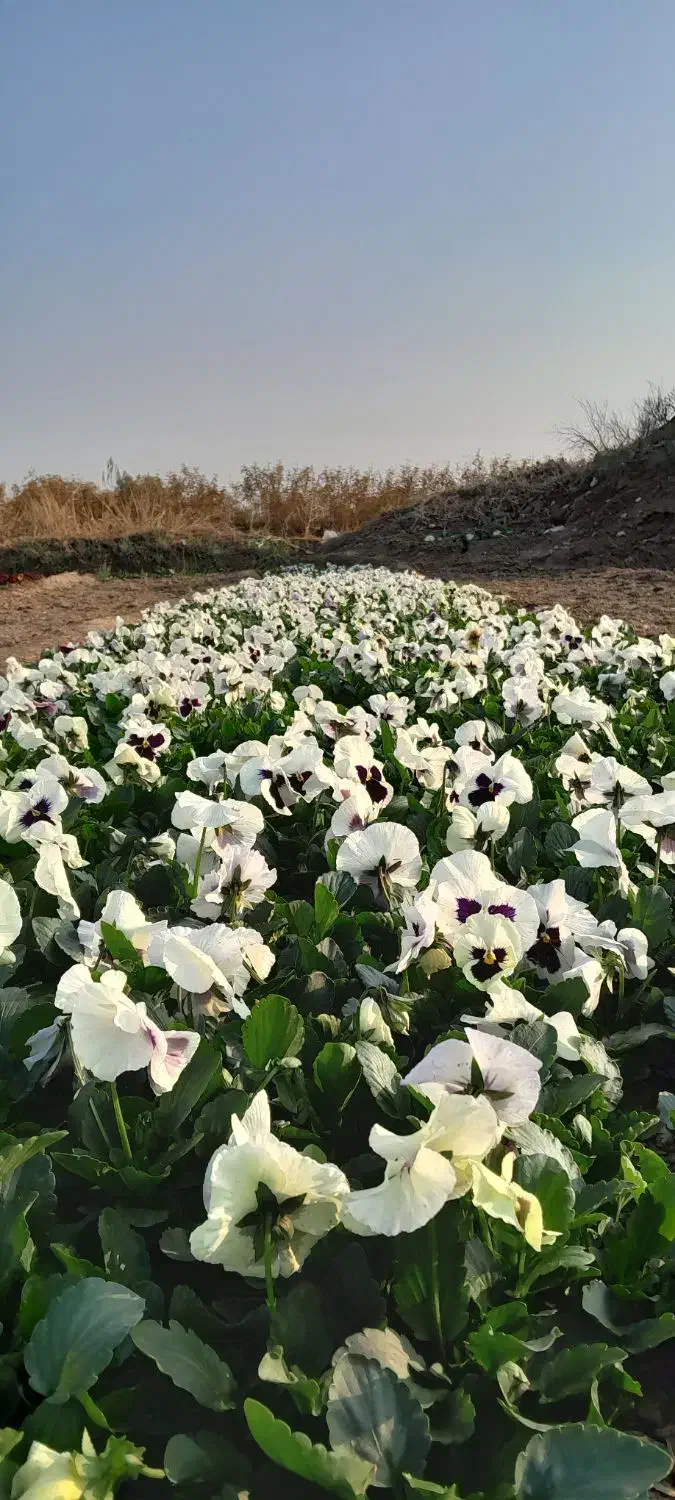 گل های فصلی مخصوص پاییز / بنفشه / همیشه بهار/ مینا|خدمات باغبانی و درختکاری|پاکدشت, پاکدشت (مامازند)|دیوار