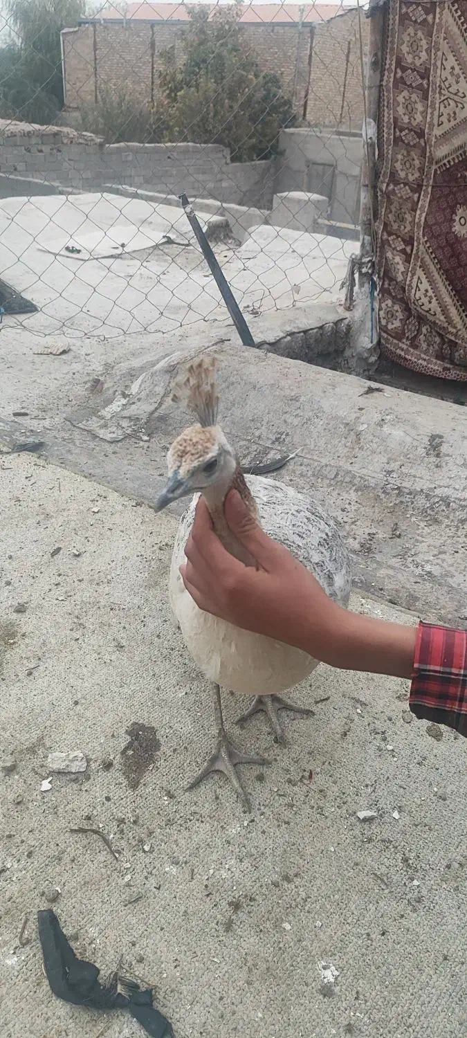 طاوس|پرنده|چهارباغ, |دیوار