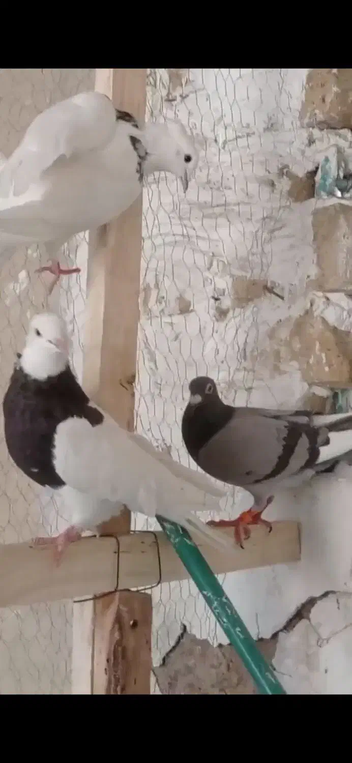 کفتر|پرنده|قیدار, |دیوار