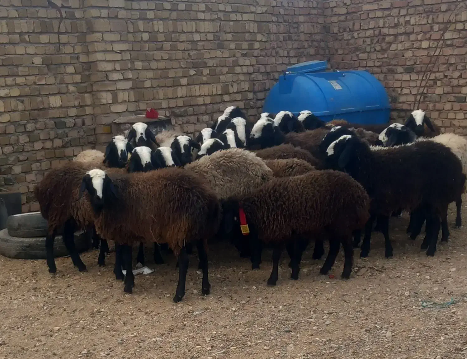 شیشک و تقلی|حیوانات مزرعه|قزوین, |دیوار