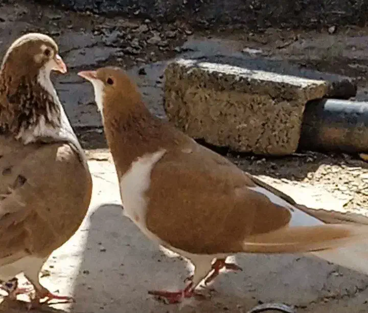 کبوتر|پرنده|کبودرآهنگ, |دیوار