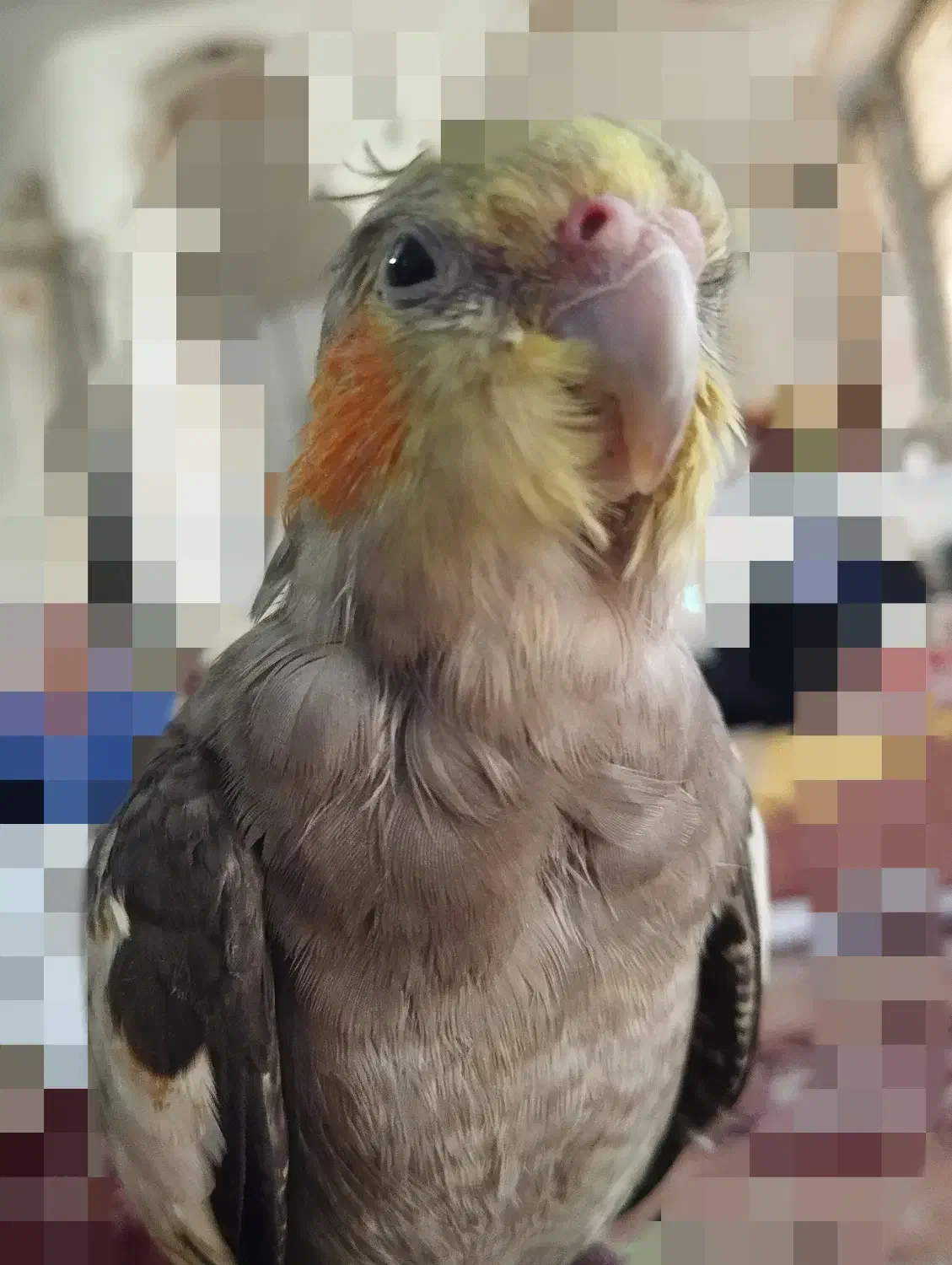 طوطی گمشده|حیوانات|شاهرود, |دیوار