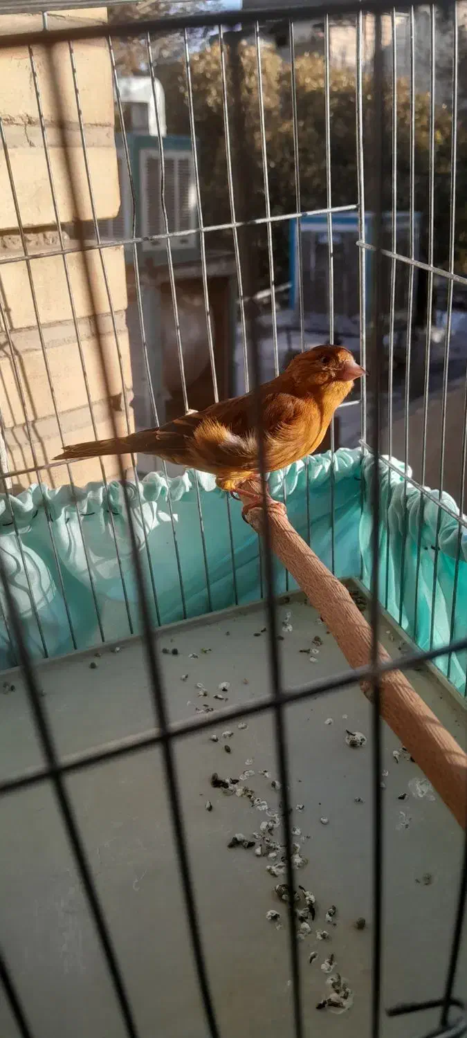 سهره قناری طوطی سرخ|پرنده|تهران, جوادیه تهرانپارس|دیوار