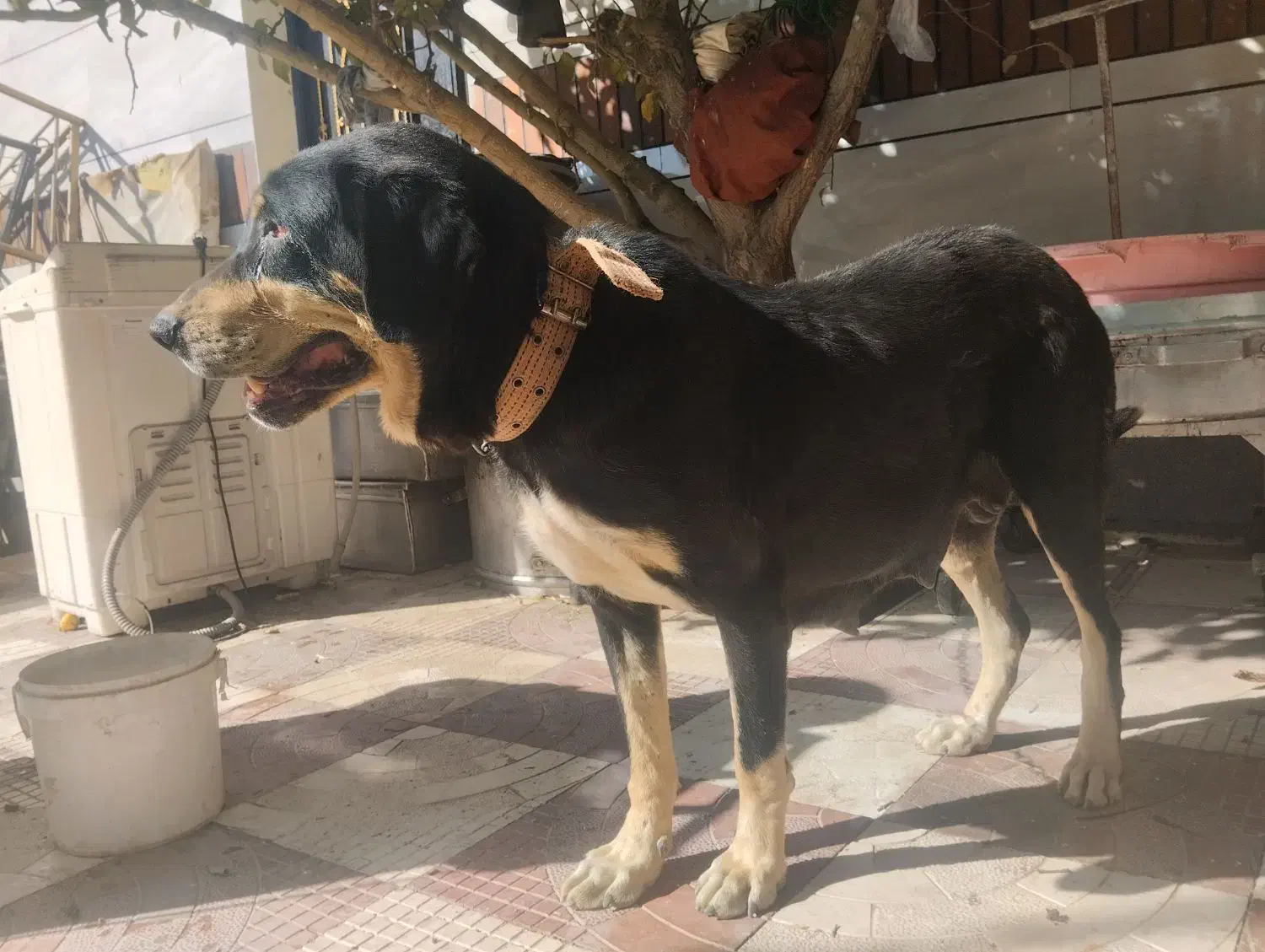 گم شده،مژدگانی بگیرید|حیوانات|همدان, |دیوار