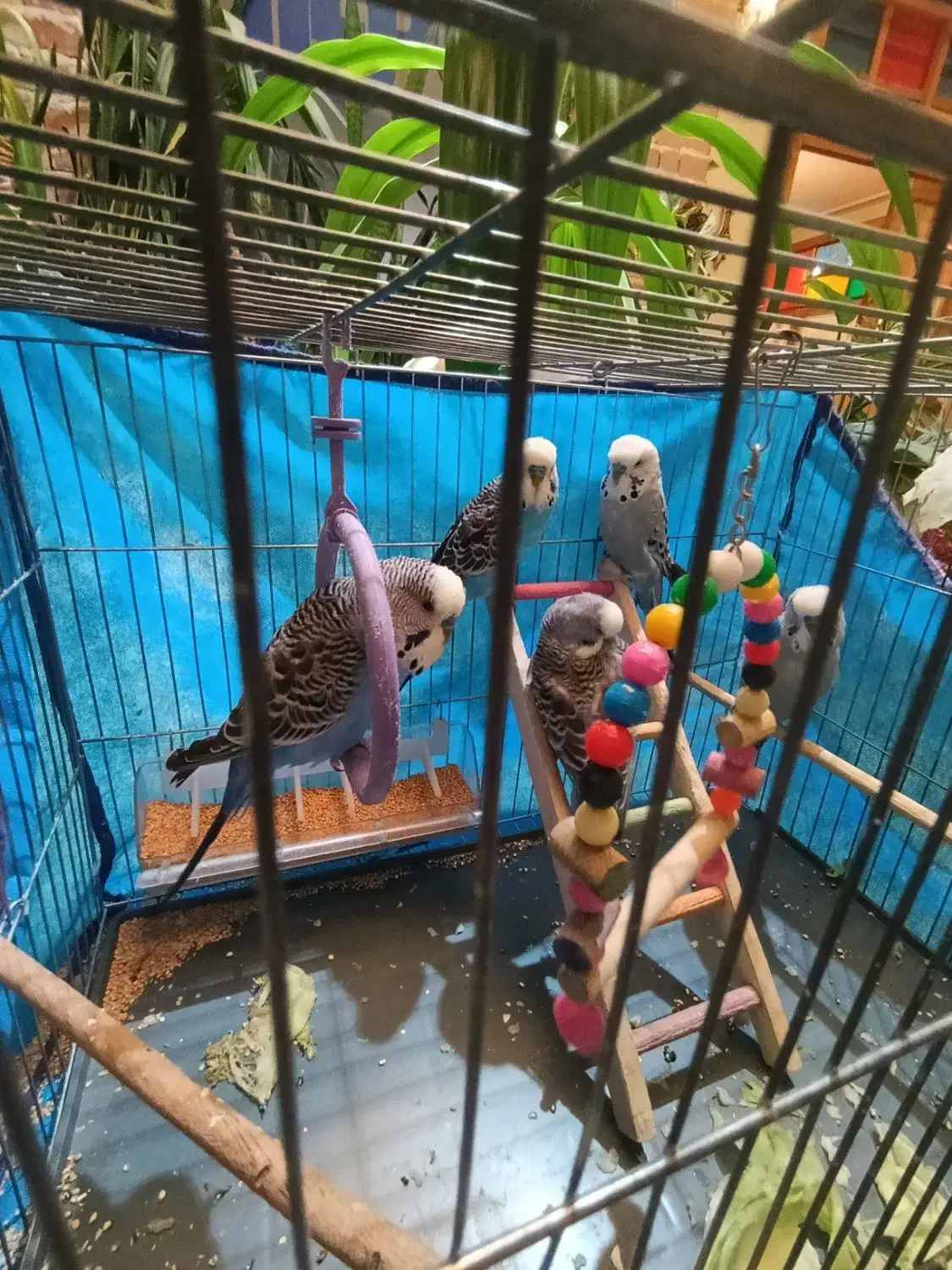 مرغ عشق|پرنده|کرمانشاه, |دیوار