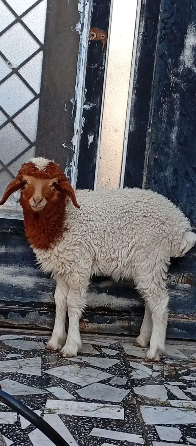 گوسفند خوب|حیوانات مزرعه|اندیمشک, |دیوار