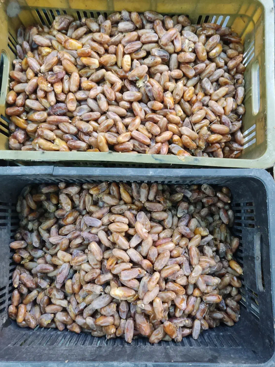 خرمای شاهانی|خوردنی و آشامیدنی|تهران, شهرک چیتگر|دیوار