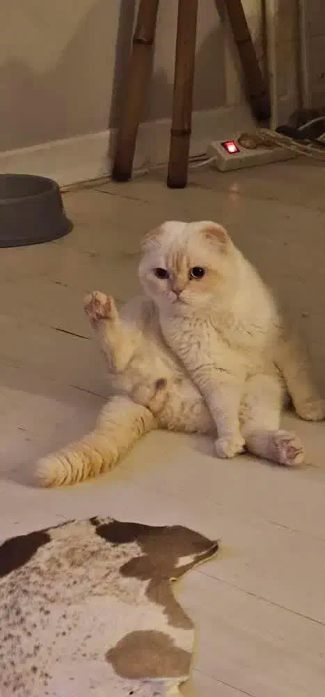 اسکاتیش چشم آبی|گربه|رامسر, |دیوار