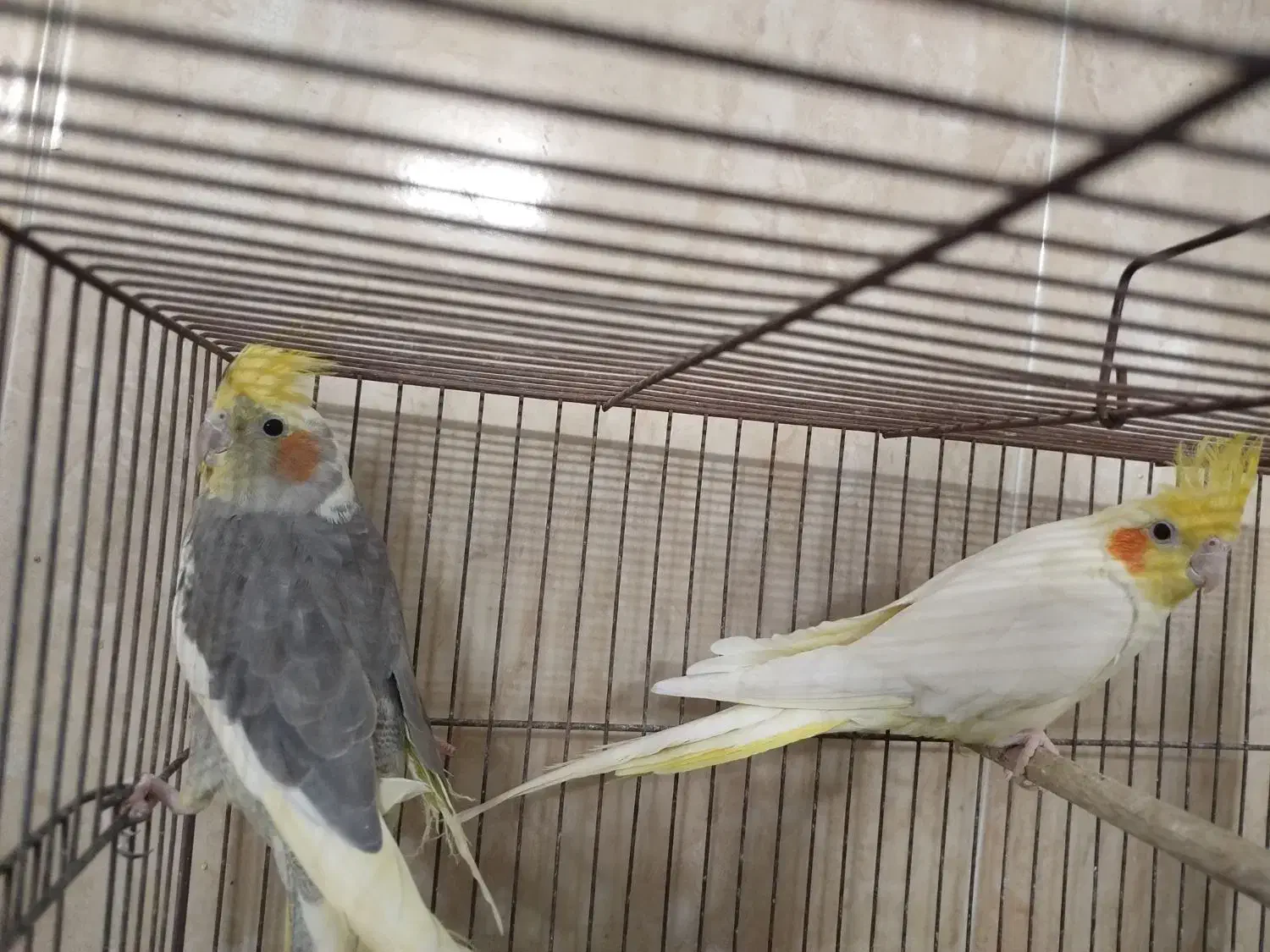 عروس هلندی جفت|پرنده|قم, شهرک مهدیه (مدرس)|دیوار