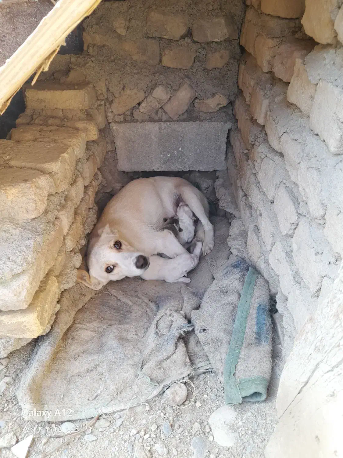 سگ پاکوتاه با توله هاش|سگ|گمیشان, |دیوار