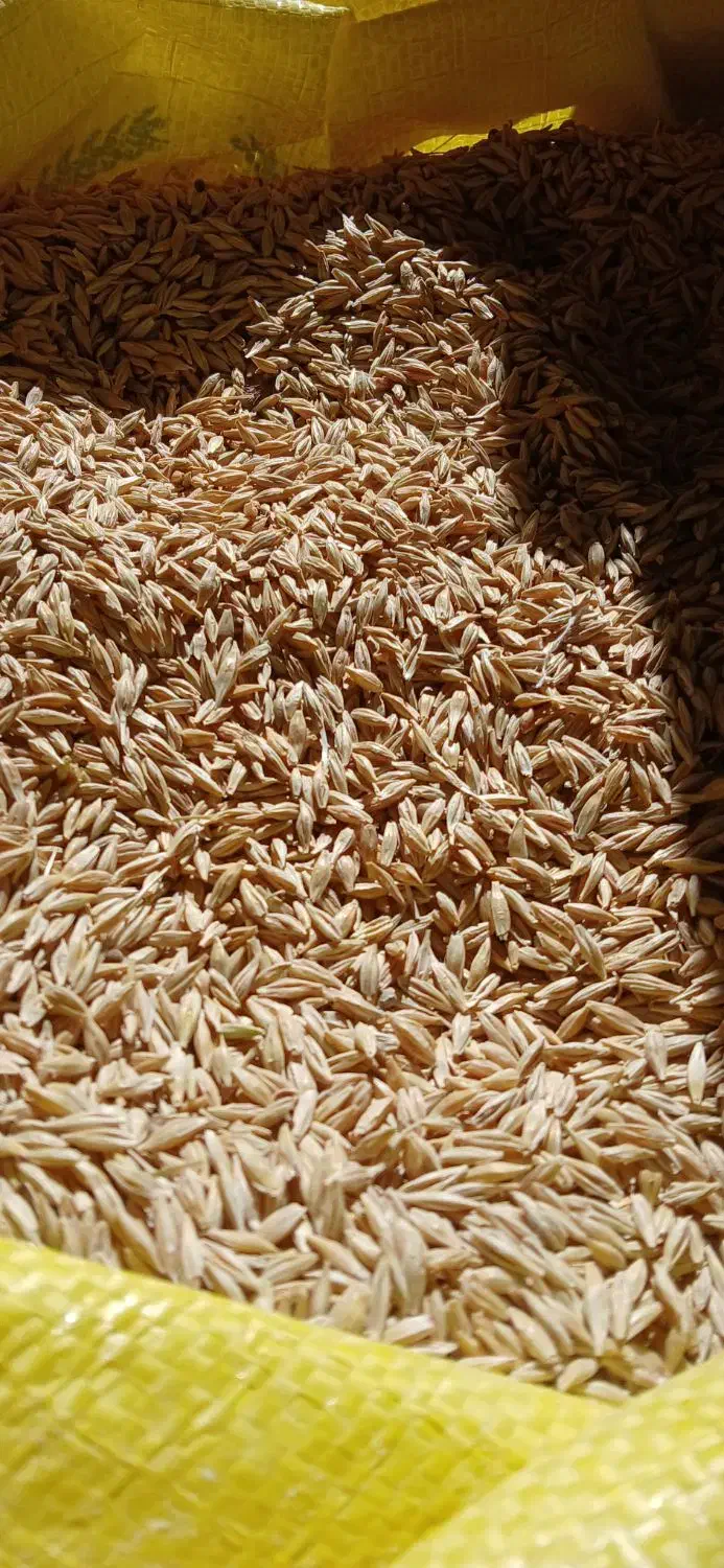 جو آبی جلگه بوجاری و حال خود|خدمات باغبانی و درختکاری|کبودرآهنگ, |دیوار