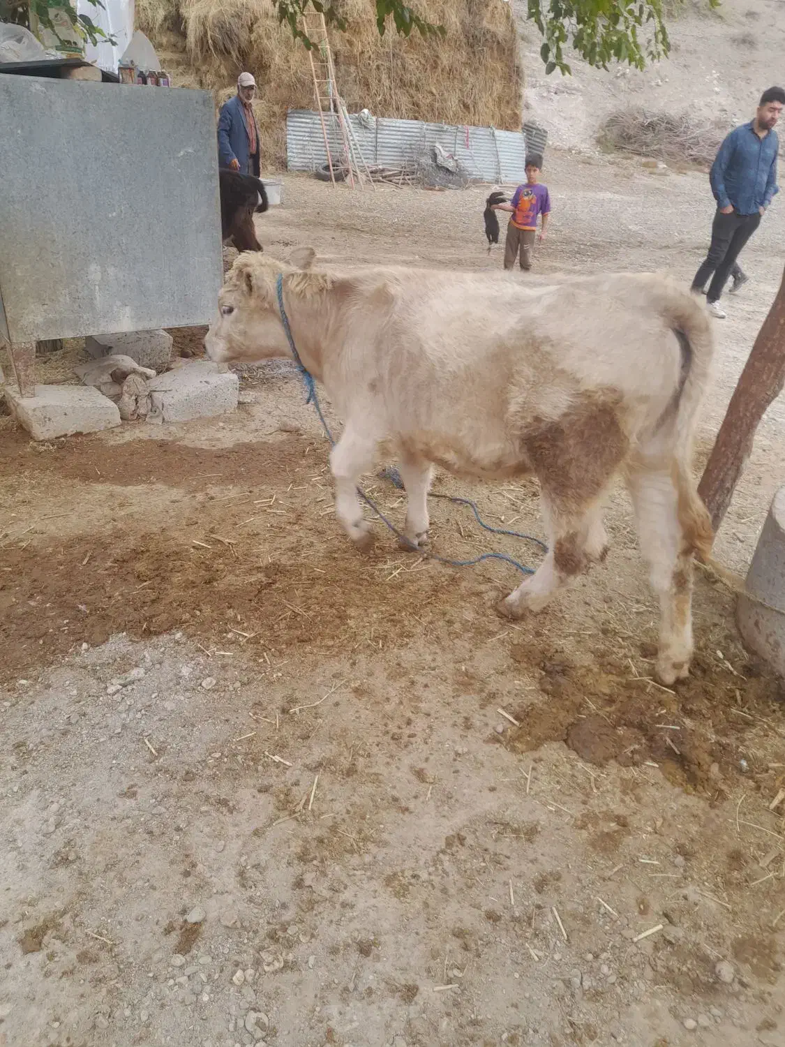 گوسال شاروله اصل ۵ماهه|حیوانات مزرعه|خدا آفرین, |دیوار