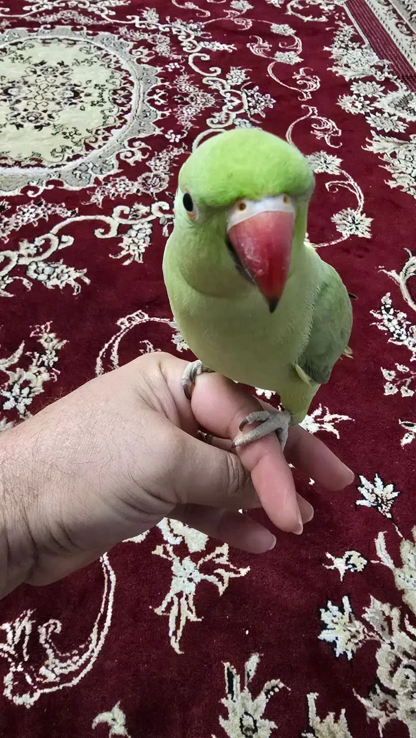 طوطی ملنگو کاملا رام و دستی|پرنده|لنگرود, |دیوار