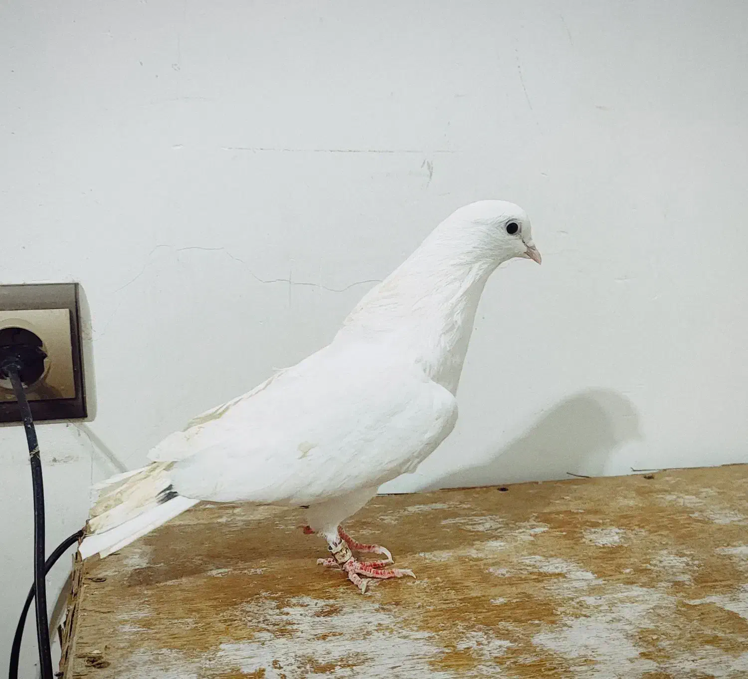 کبوتر پرشی|پرنده|آستانه اشرفیه, |دیوار