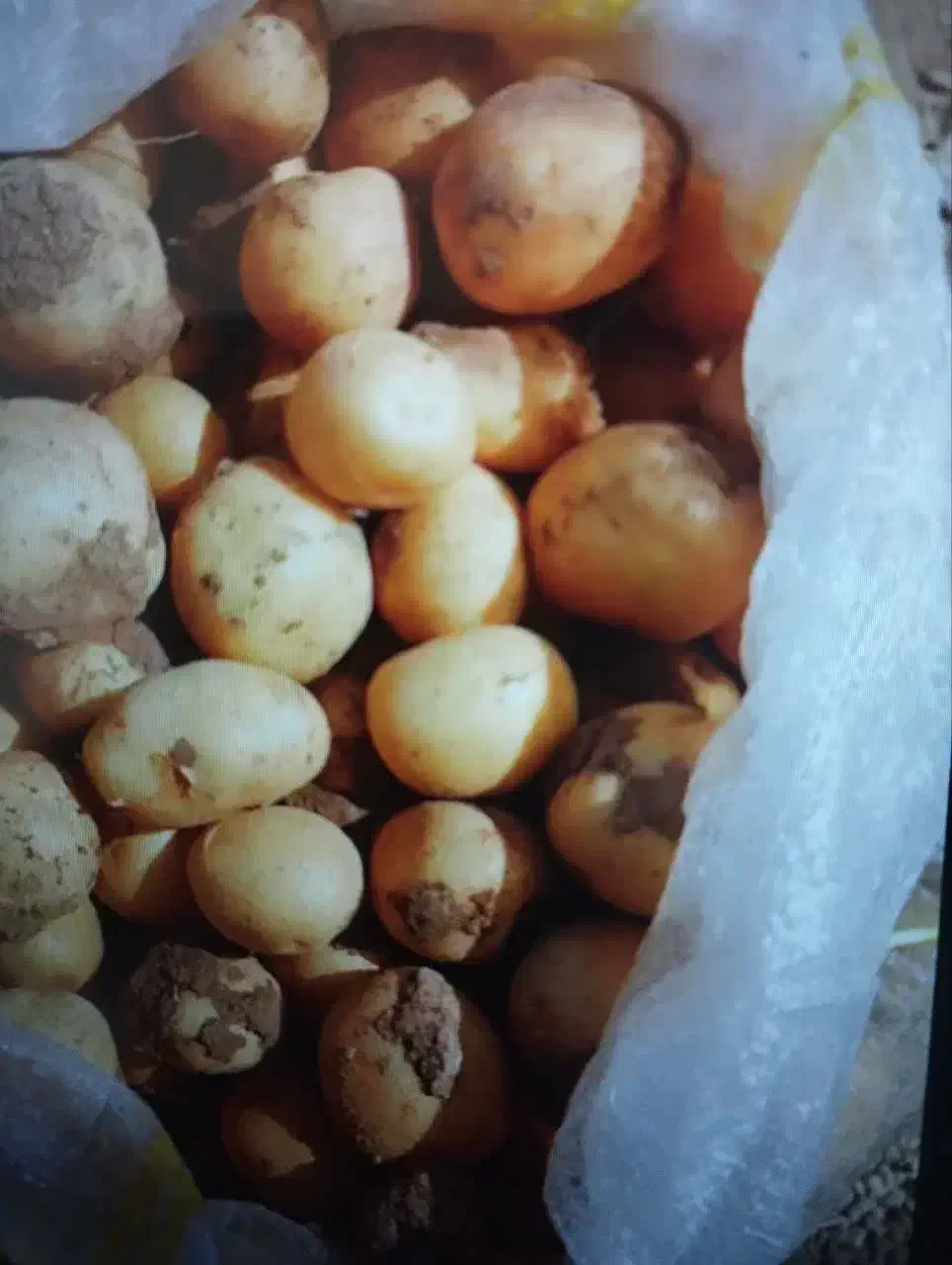 سیب زمینی|خوردنی و آشامیدنی|خاوه, |دیوار