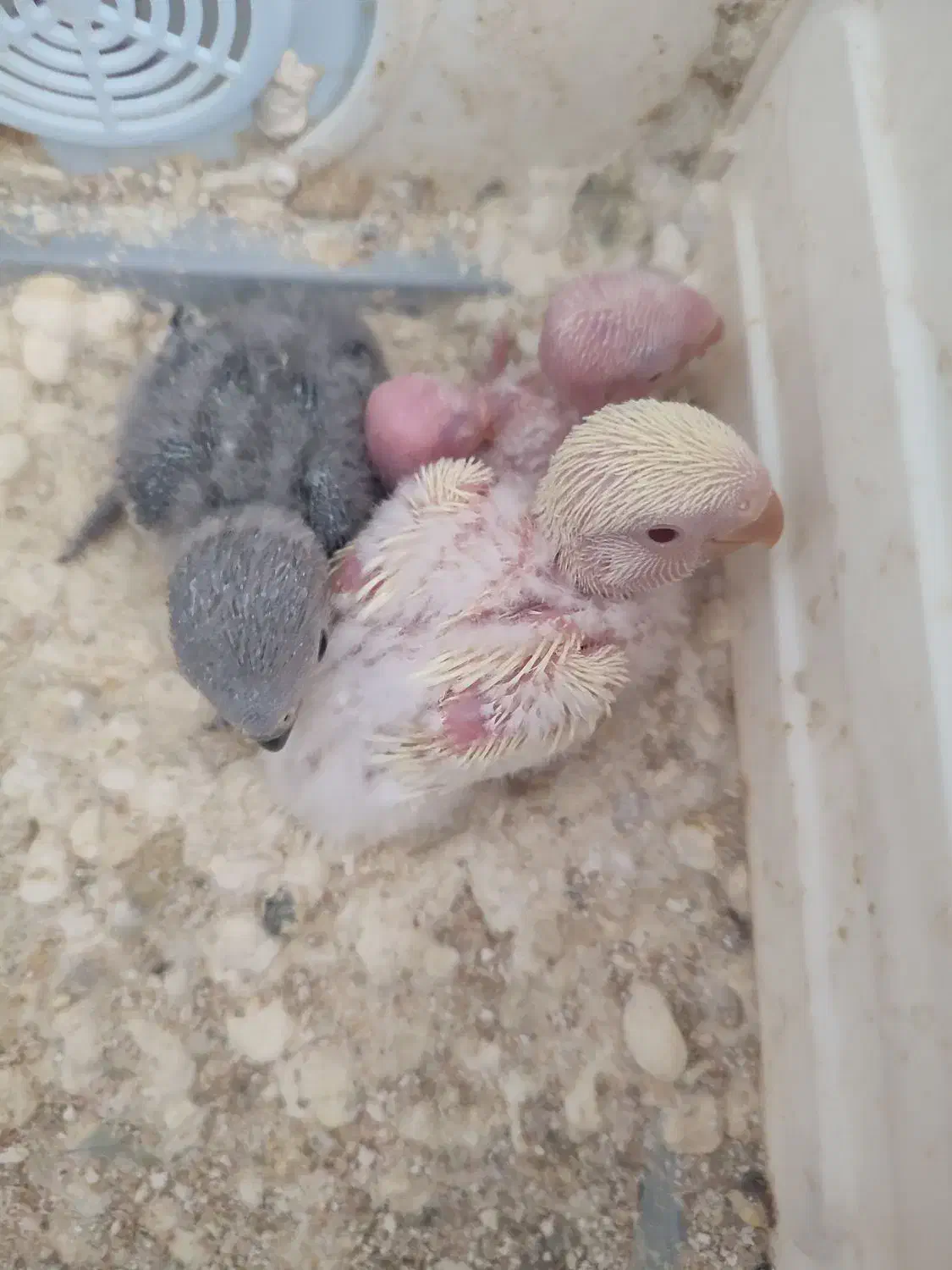 جوجه سرلاکی کوتوله|پرنده|شیروان (خراسان), |دیوار