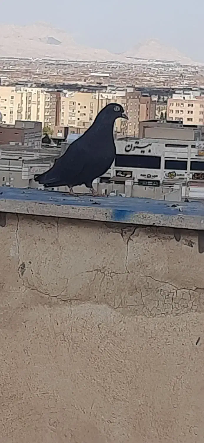 سیاه ماده کاشونی|پرنده|فولادشهر, مسکن مهر فولادشهر|دیوار