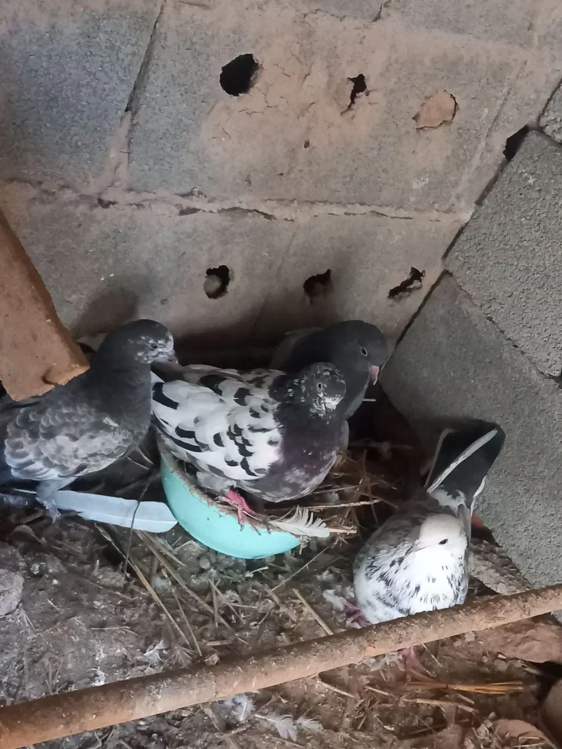 کبوتر اس|پرنده|گمیشان, |دیوار