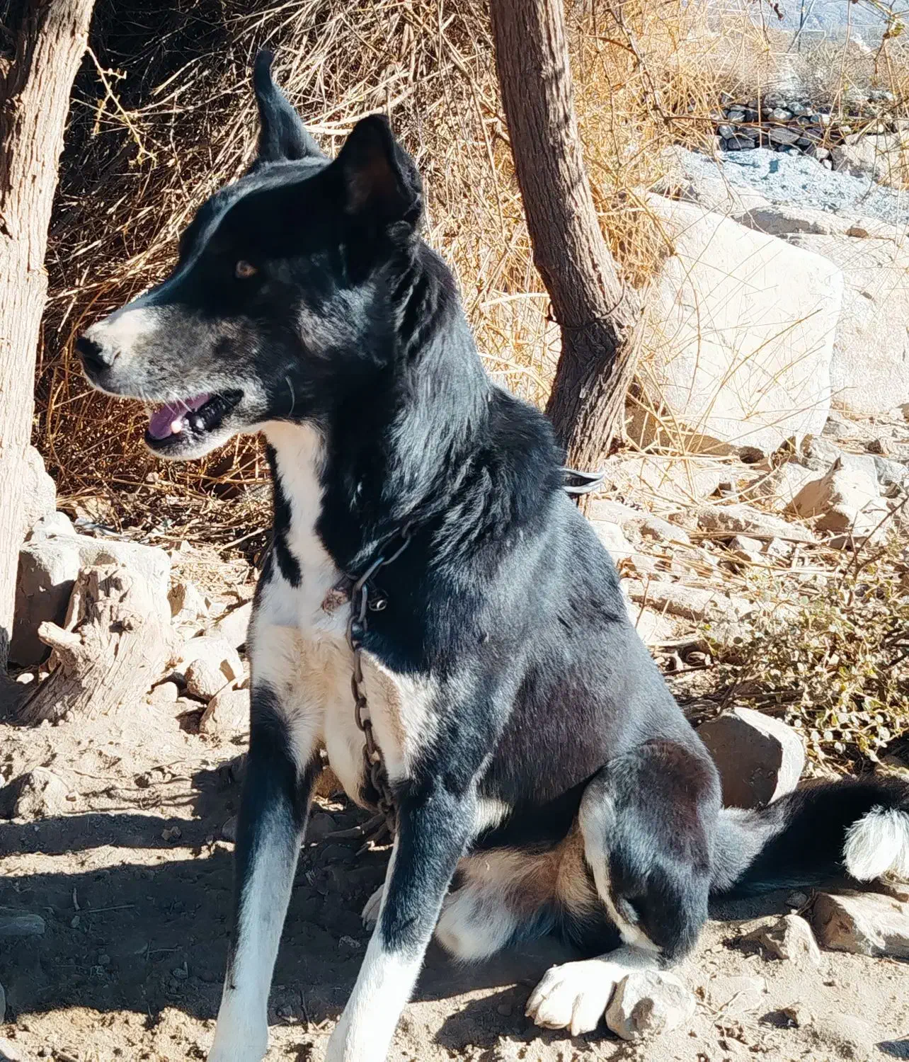 سگ شکاری کاملا با هوش سریع برا شکار برا فروش|سگ|عنبرآباد, |دیوار