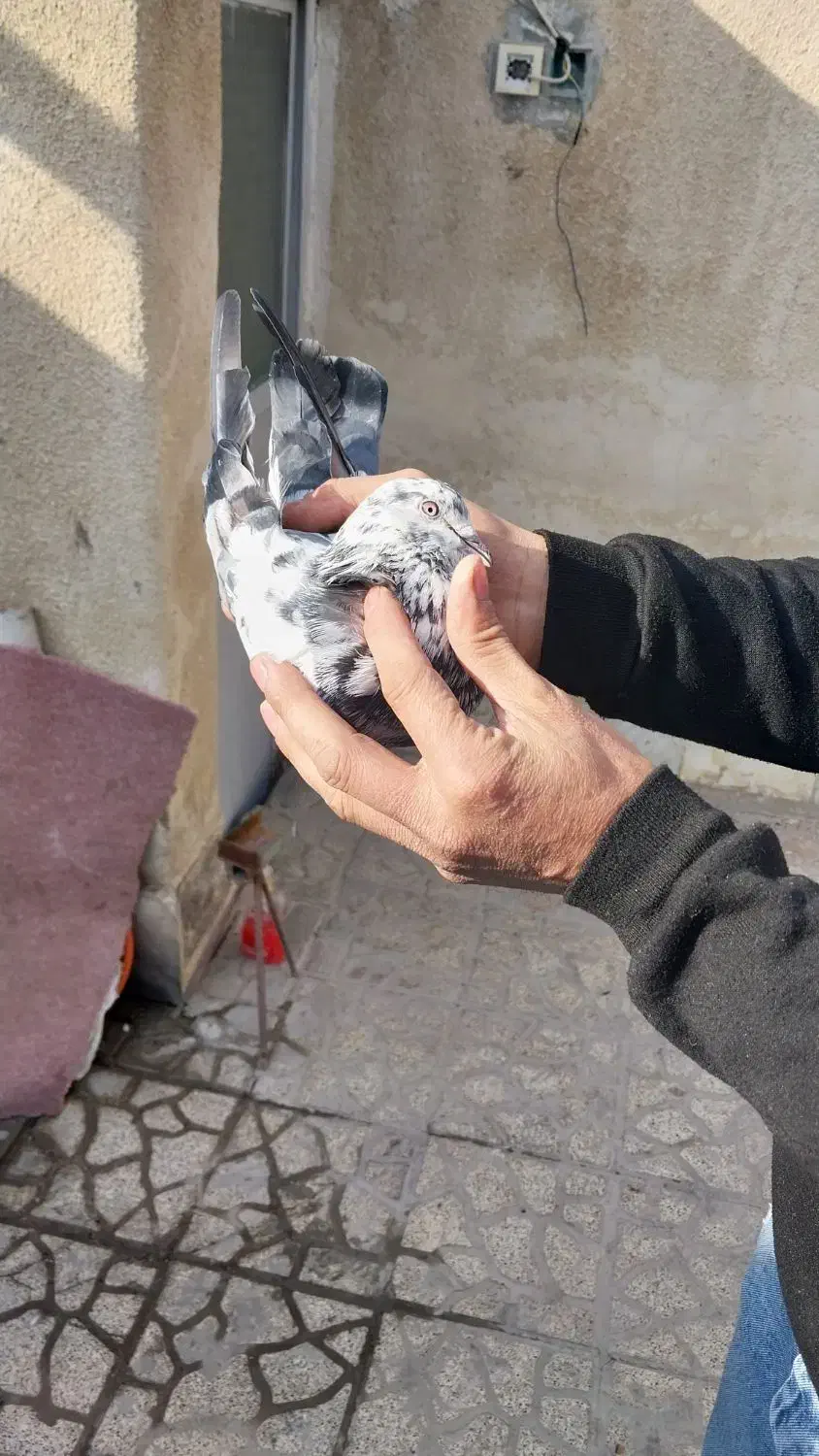 کفتر|پرنده|ماهدشت, |دیوار