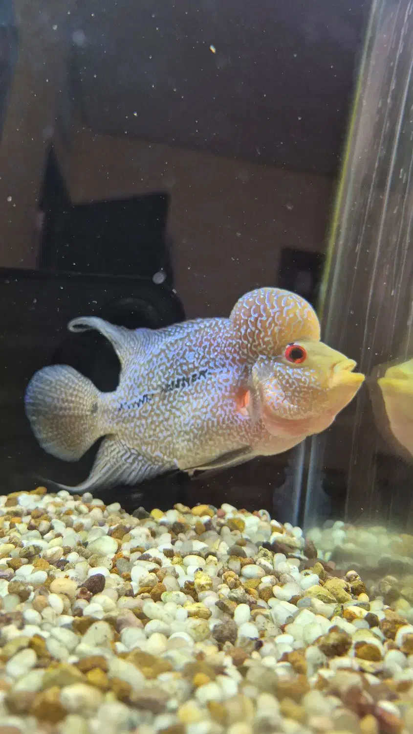 ماهی فلاور هورن ماگما بالغ|ماهی|خرم‌آباد, |دیوار