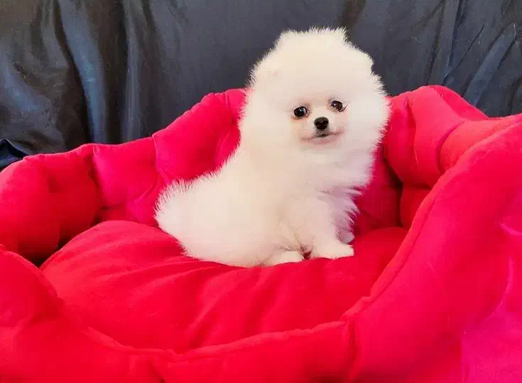 کلینیک تخصصی نژاد پودل و پامر خرسی|سگ|اصفهان, فروردین|دیوار