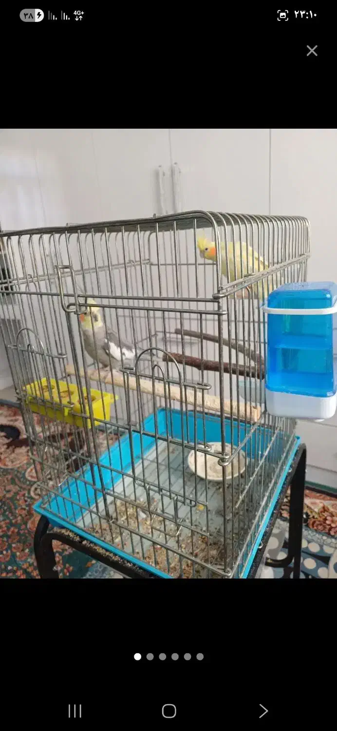 عروس هلندی|پرنده|ایلام, |دیوار