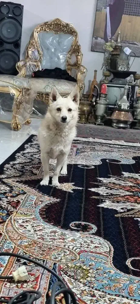 پامرین روباهی|سگ|پاکدشت, پاکدشت (مامازند)|دیوار